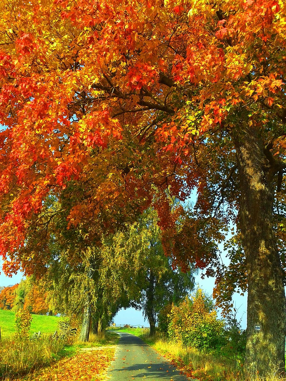 camino entre árboles, otoño, naturaleza, árbol, belleza, planta, belleza en la naturaleza, cambio, crecimiento, color naranja