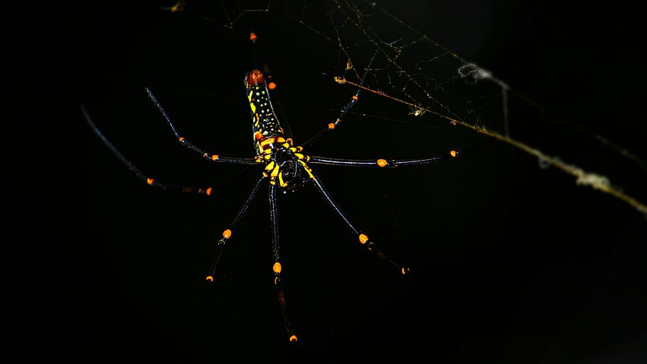 spider, black, yellow, web, macro, scary, nature, poisonous, environment, wildlife