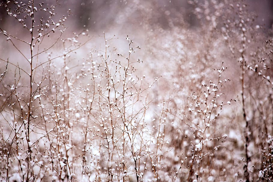 selektif, fotografi fokus, bayi, napas bunga, tanaman, salju, musim dingin, salju turun, putih, tertutup