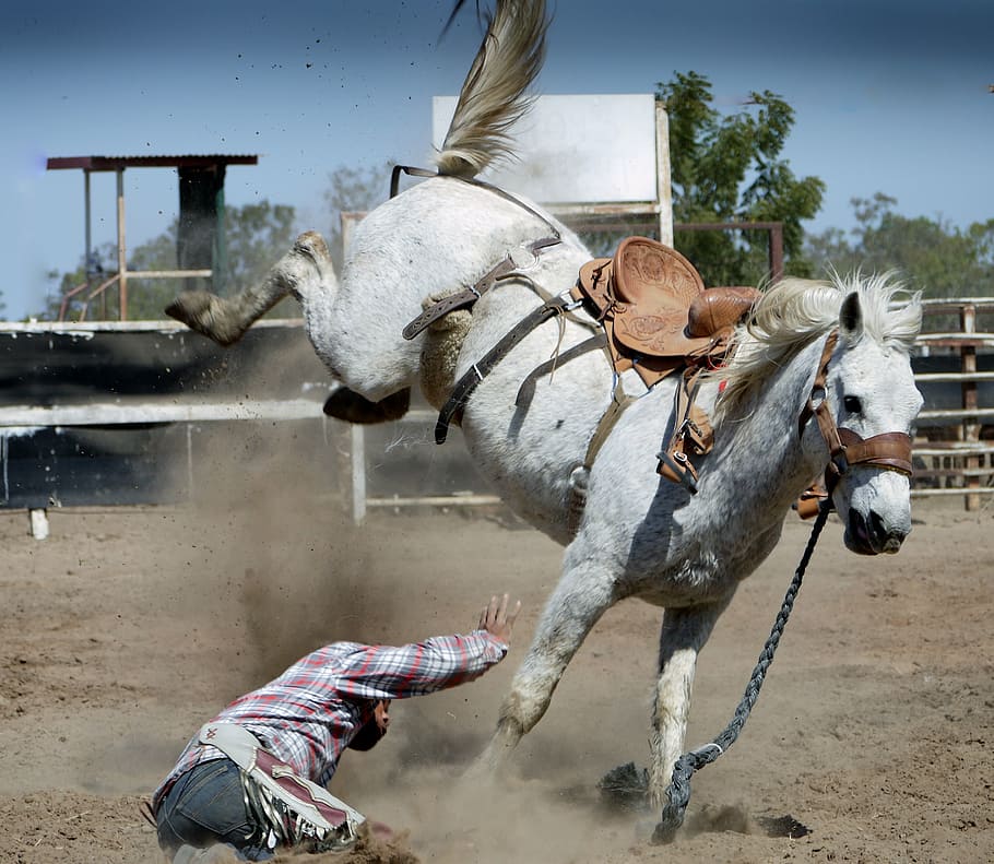 man, white, horse, rodeo, white horse, action shot, cowboy, cowboy background, riding, bucking