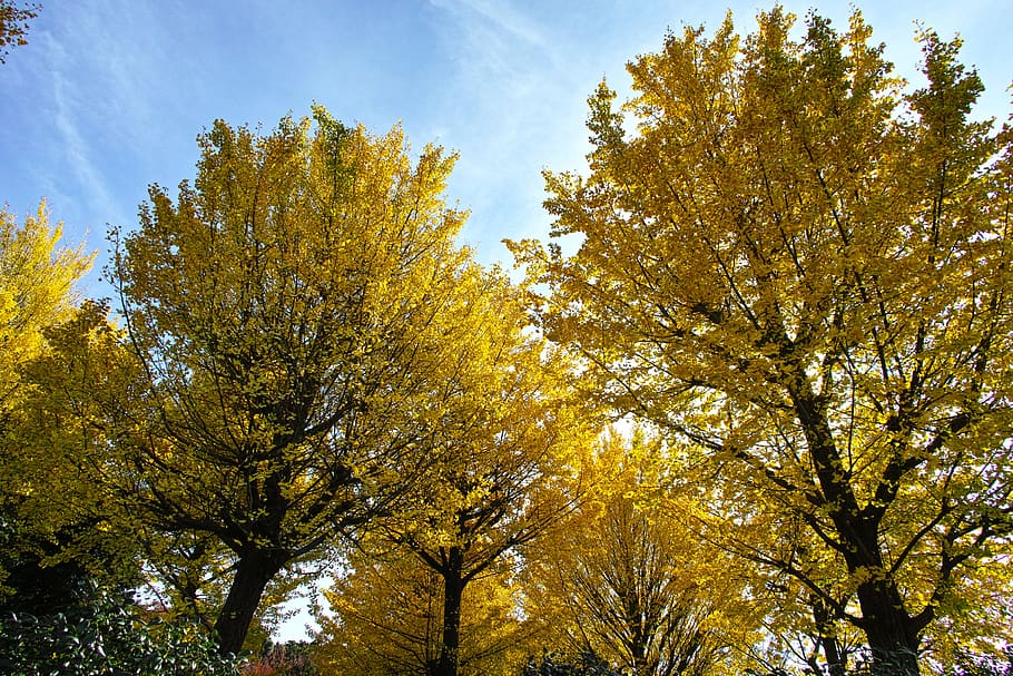 ginkgo biloba, musim gugur, daun kuning, kayu, alami, menanam, pohon, tampilan sudut rendah, pertumbuhan, langit