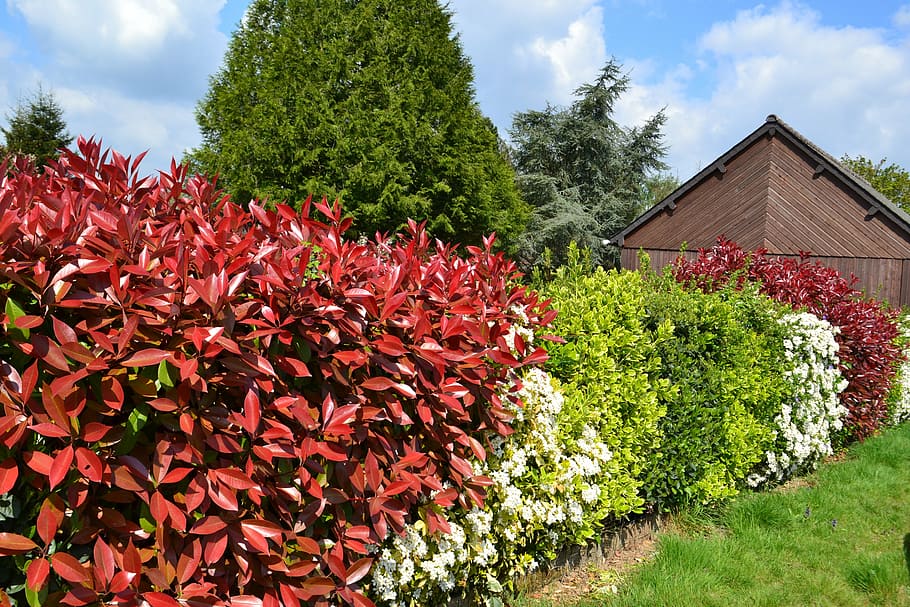 hedge, haie fleurie, bushes, red leaves, fothinia, photinia, garden, wooden house, nature, red
