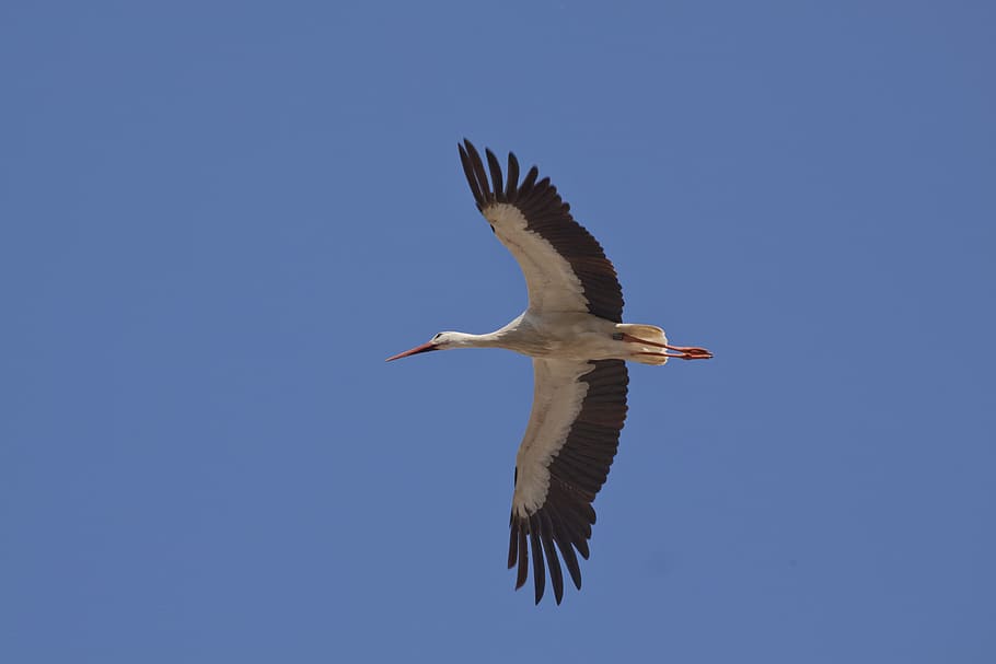 worms eye view, white, bird, flying, sky, stork, white stork, wing, eastern, ciconiidae