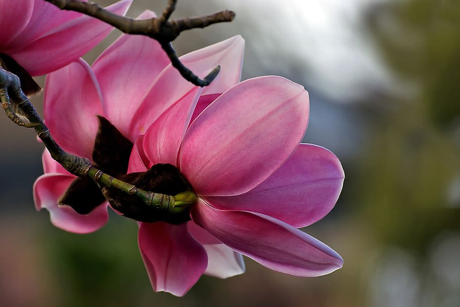 Magnolia, pink-petaled flower, flowering plant, flower, petal, pink color, vulnerability, plant, fragility, beauty in nature