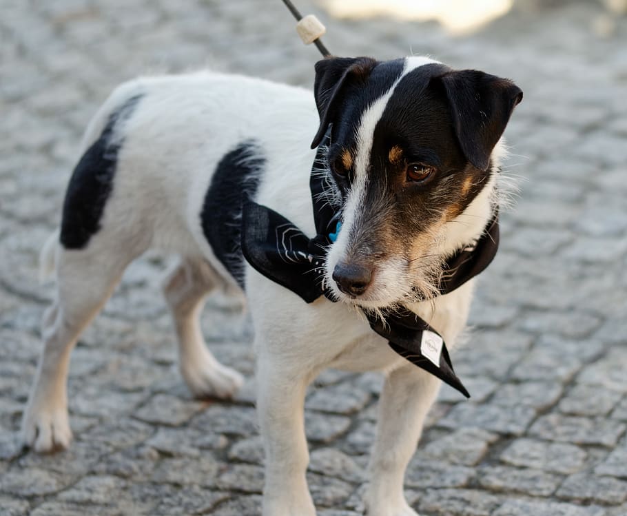 dog, pet, mammalian, canine, fur, white, pete, black, leash, street