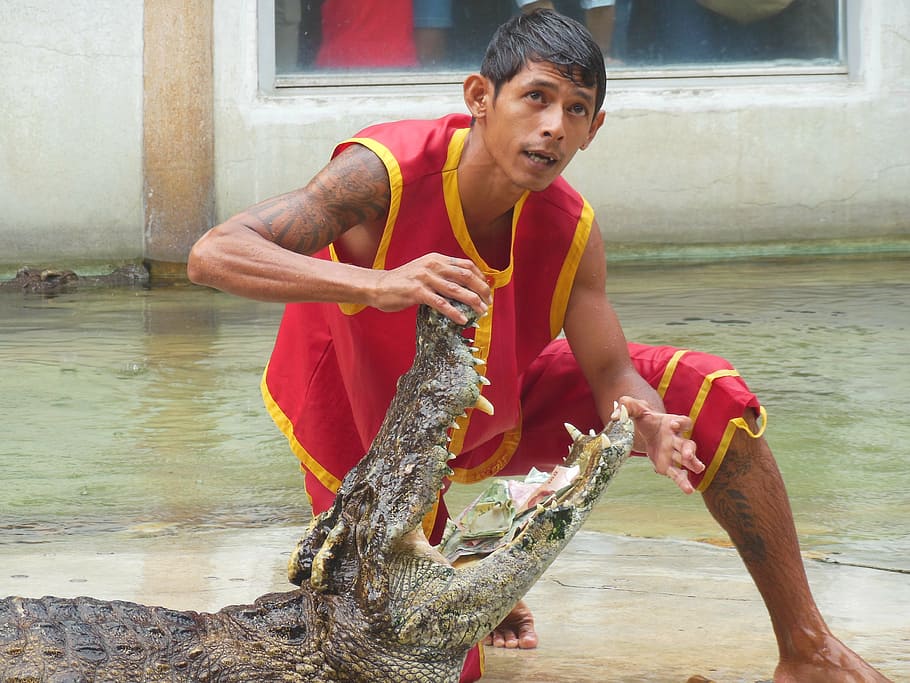 crocodile farm, samut prakan, thailand, show, people with crocodiles, opened last month, teeth, jaws, trick, danger