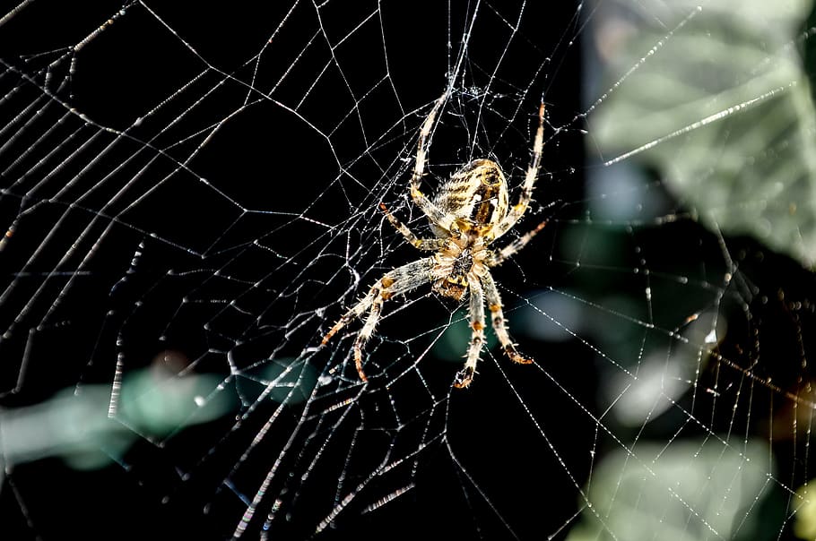 spider, network, cobweb, close, nature, arachnid, strained networks, insect, garden spider, animal