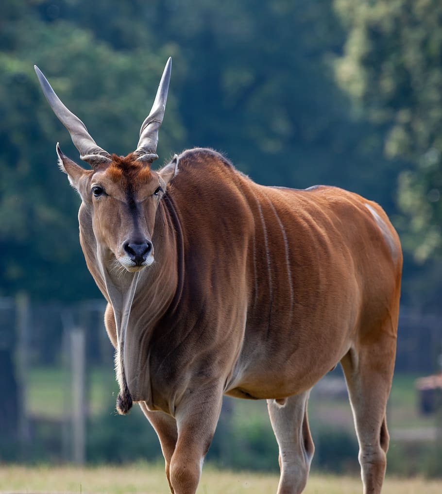 eland umum, taurotragus oryx, antelope, eland, Afrika Timur, Afrika Selatan, rusa, savannah, safari, dolar