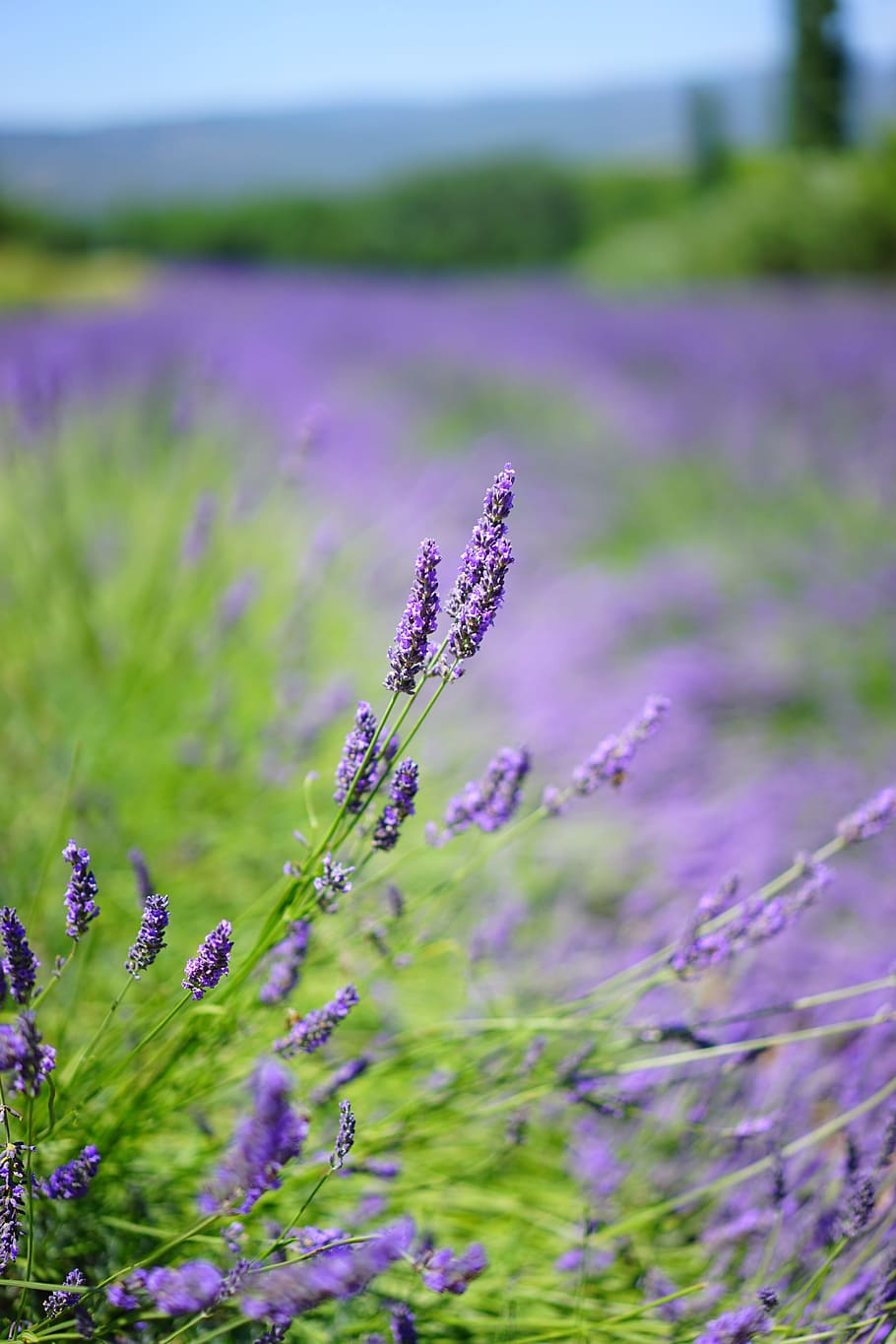 dangkal, kedalaman, foto lapangan, lavender, fokus, foto, siang hari, bidang lavender, bunga, ungu