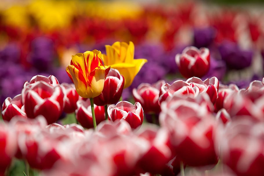 red, yellow, purple, tulip flower field, tulips, flowers, plant, garden, spring, freshness