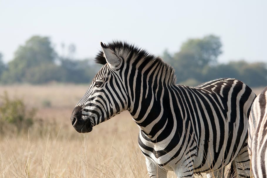 wildlife photography, zebra, animal, mammal, wildlife, game, black, white, striped, banded