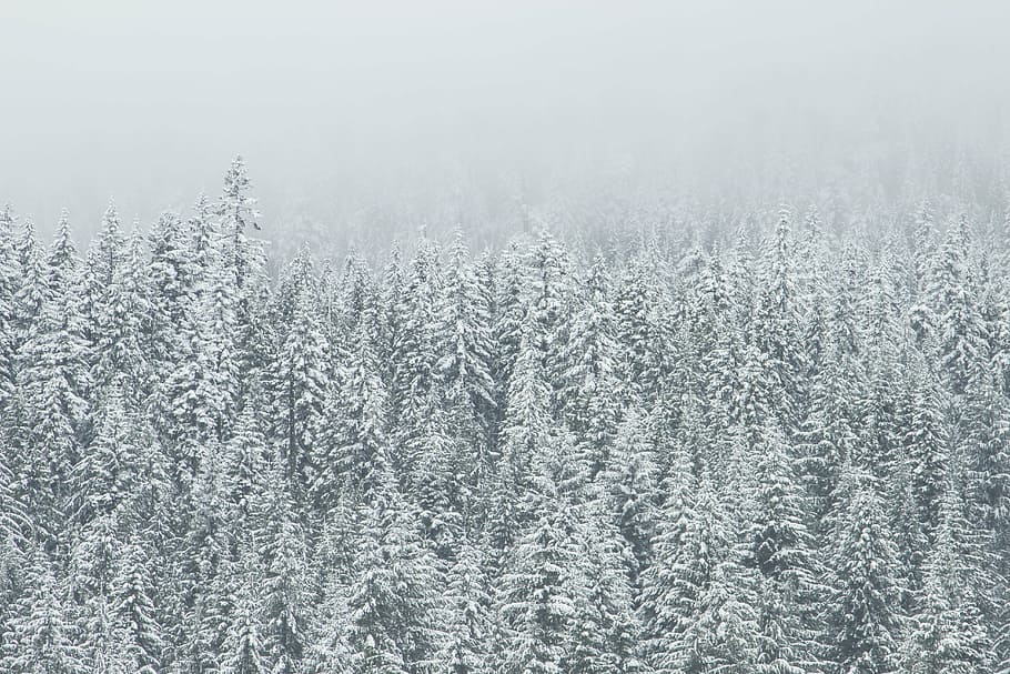 frozen plant, plant, trees, forest, wood, coniferes, fir trees, nature, environment, winter
