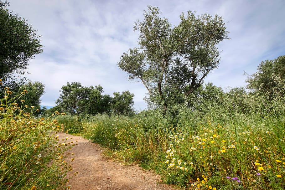 berjalan, Hiking, Kreta, Yunani, padang rumput bunga, pohon zaitun, pemandangan, alam, jauh, idilis