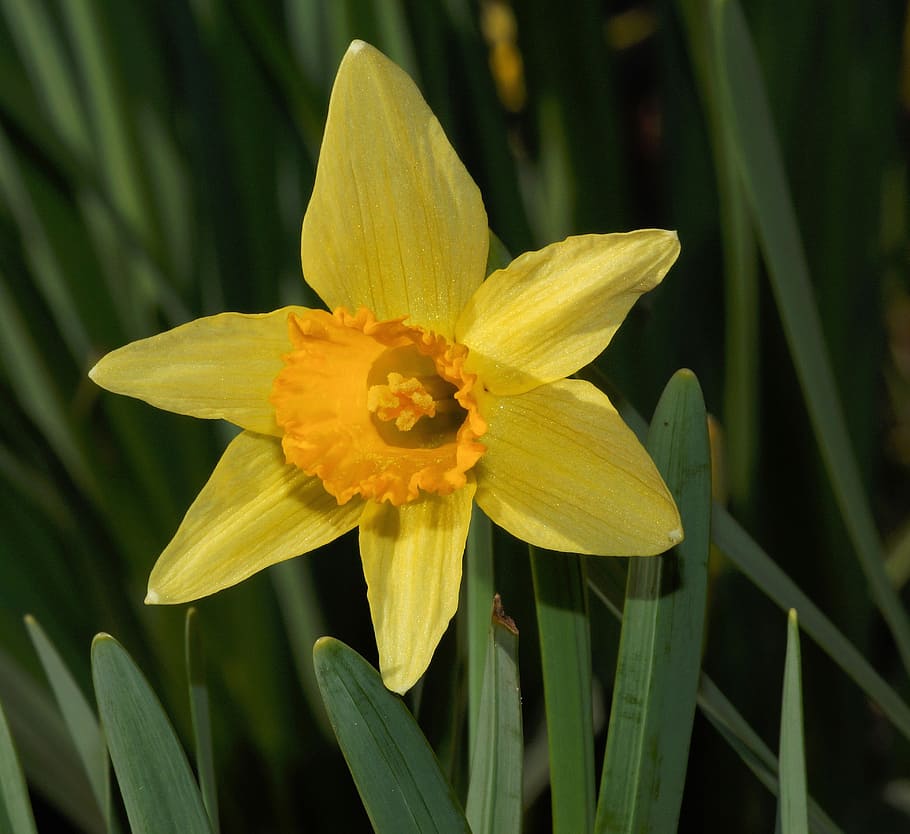 Bunga, Mekar, Narcissus, bakung, dekat, bunga kuning, warna, pertanda musim semi, kuning, botani
