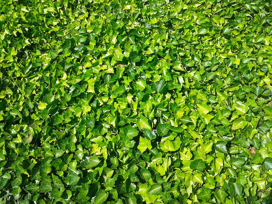 アイビー 植物 自然 紅葉 壁 緑 緑の色 葉 フルフレーム 背景 Pxfuel