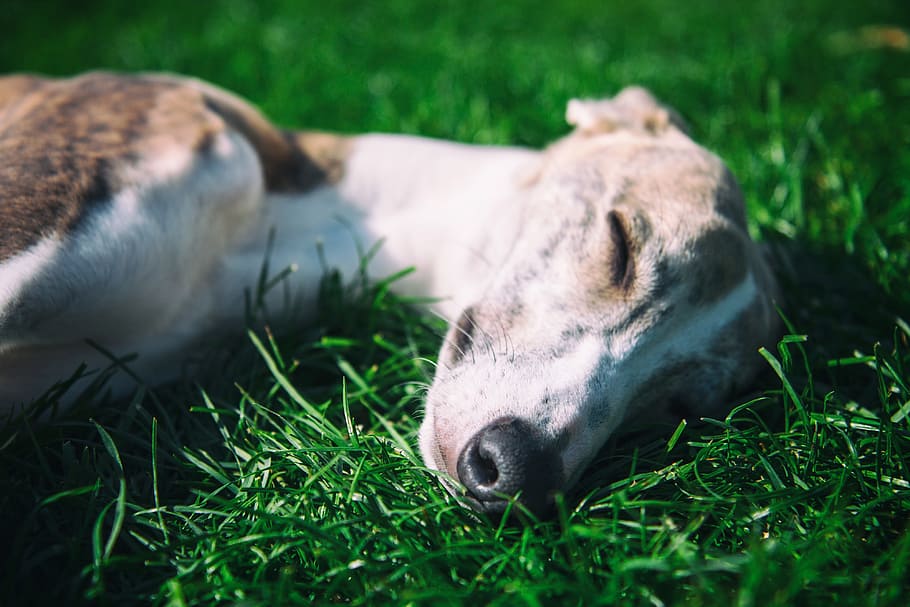 close-up photo, sleeping, whippet dog, rests, sunshine, Close-up, whippet, dog, nature, animal