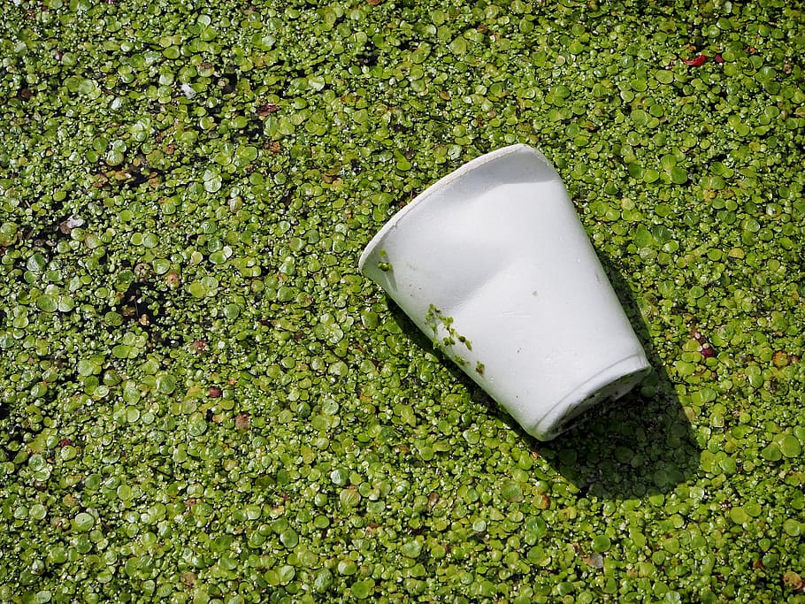 waste, pollution, cup, garbage, litter, discarded, plastic, recycle, problem, duckweed