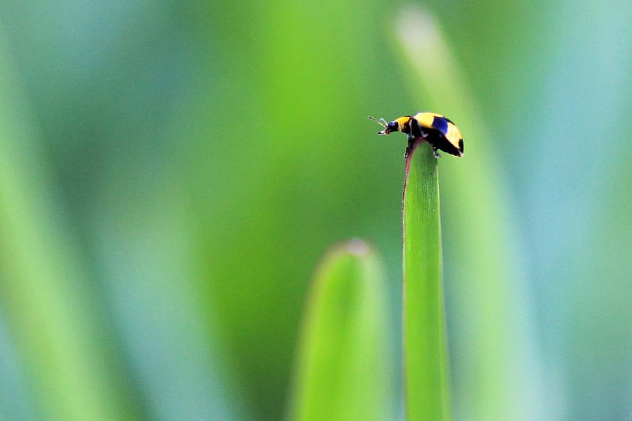 ladybug, nature, yellow, insect, plant, leaf, garden, beetle, green, adventure