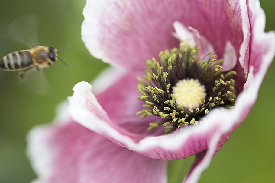 bee, spring, flower, pollen, nature, outdoors, organic, natural, wings, garden