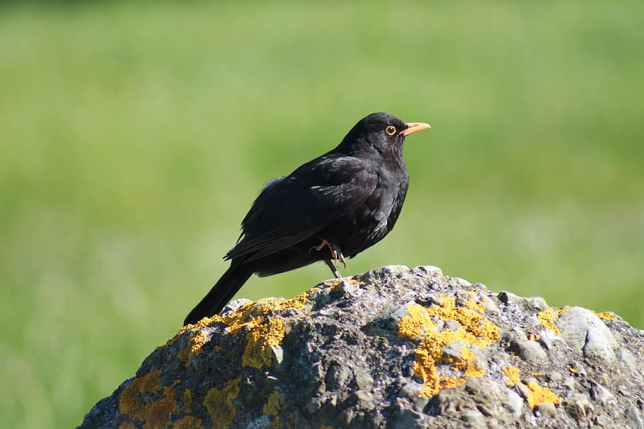 blackbird, bird, rock, common, black, male, animals in the wild, one animal, animal, animal wildlife