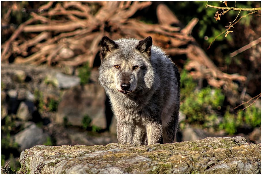 timberwolf, wolf, predator, pack, timber wolves, forest, furry, wild, watch, vigilant