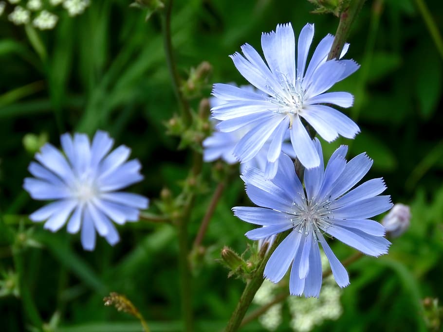 flower, chicory, blue, nature, flora, summer, meadow, petals, flowering plant, freshness