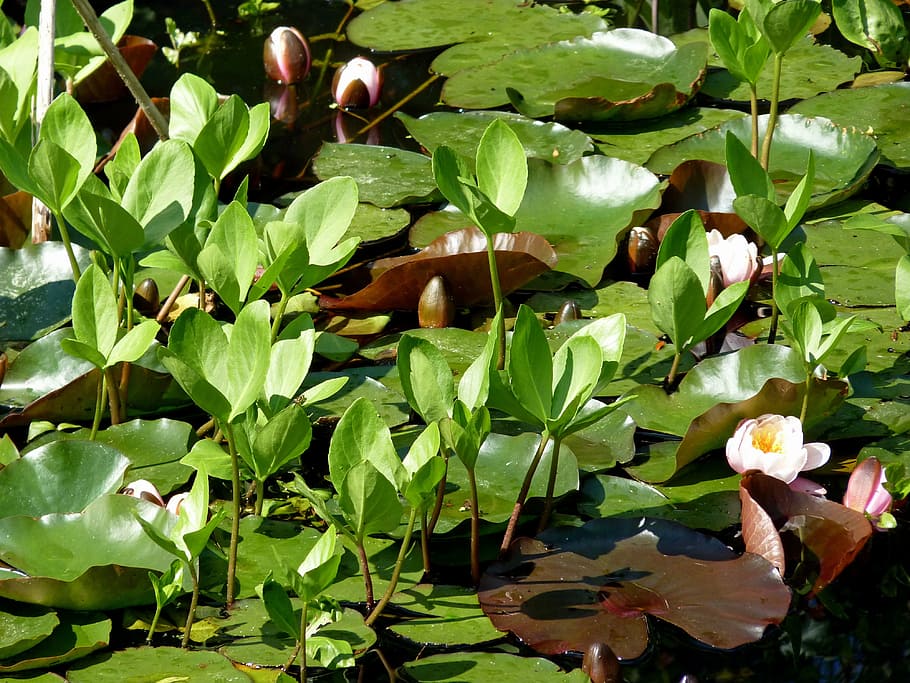 flor, lirio de agua, acuático, planta acuática, lirio de agua blanca,  estanque, naturaleza, hoja, planta, parte de la planta | Pxfuel