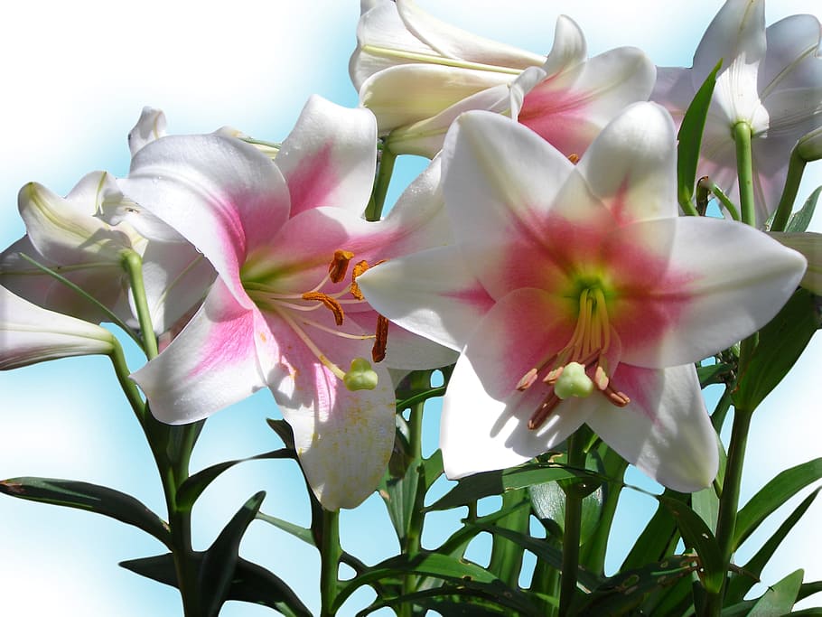 white-and-pink lily flowers, bloom close-up photo, Lilies, Blue, Sky Blue, White, Flowers, blue, sky blue, easter, spring