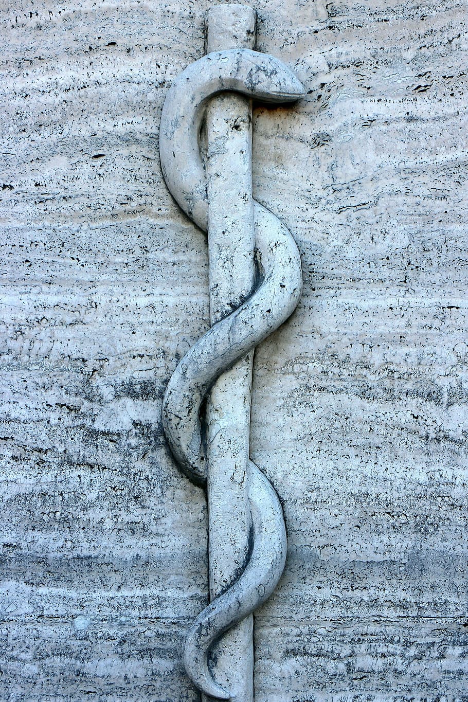 snake, carved, wall art, relief, symbol, rod, äskulapstab, asclepius staff, medical, doctor