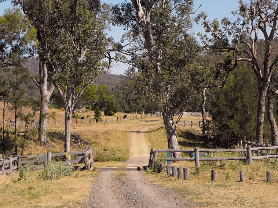 dirt path, trees, daytime, dirt, path, between the trees, australia, queensland, country road, track
