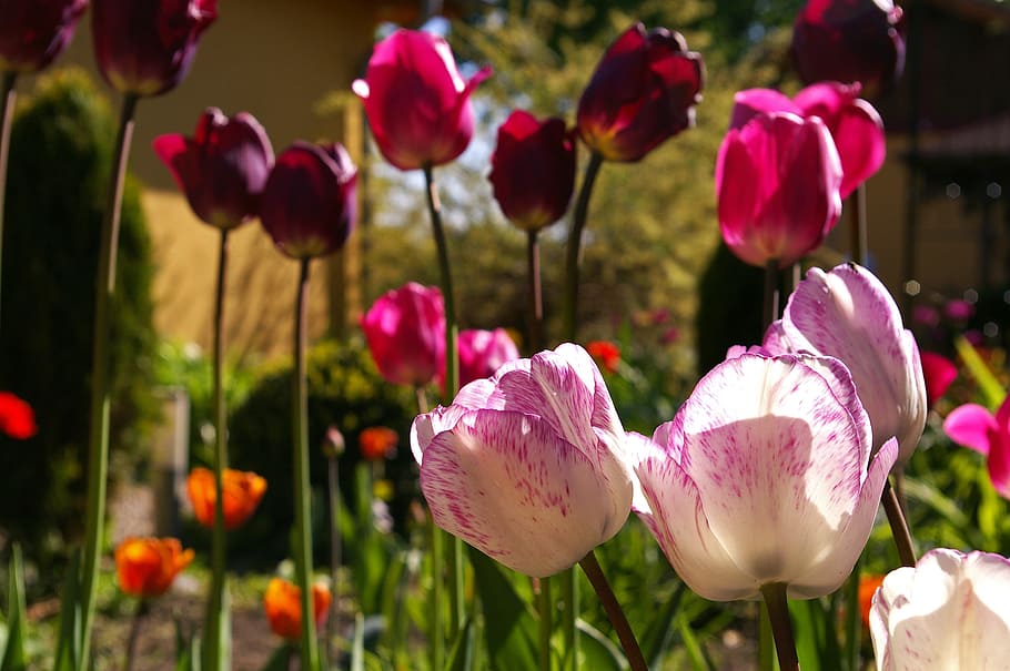 white-and-pink flowers, tulips, red tulips, red, flower, spring, nature, flowers, bloom, spring flower