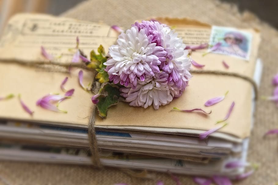 white, purple, chrysanthemums, envelopes, correspondence, memories, vintage, flower, pink Color, book