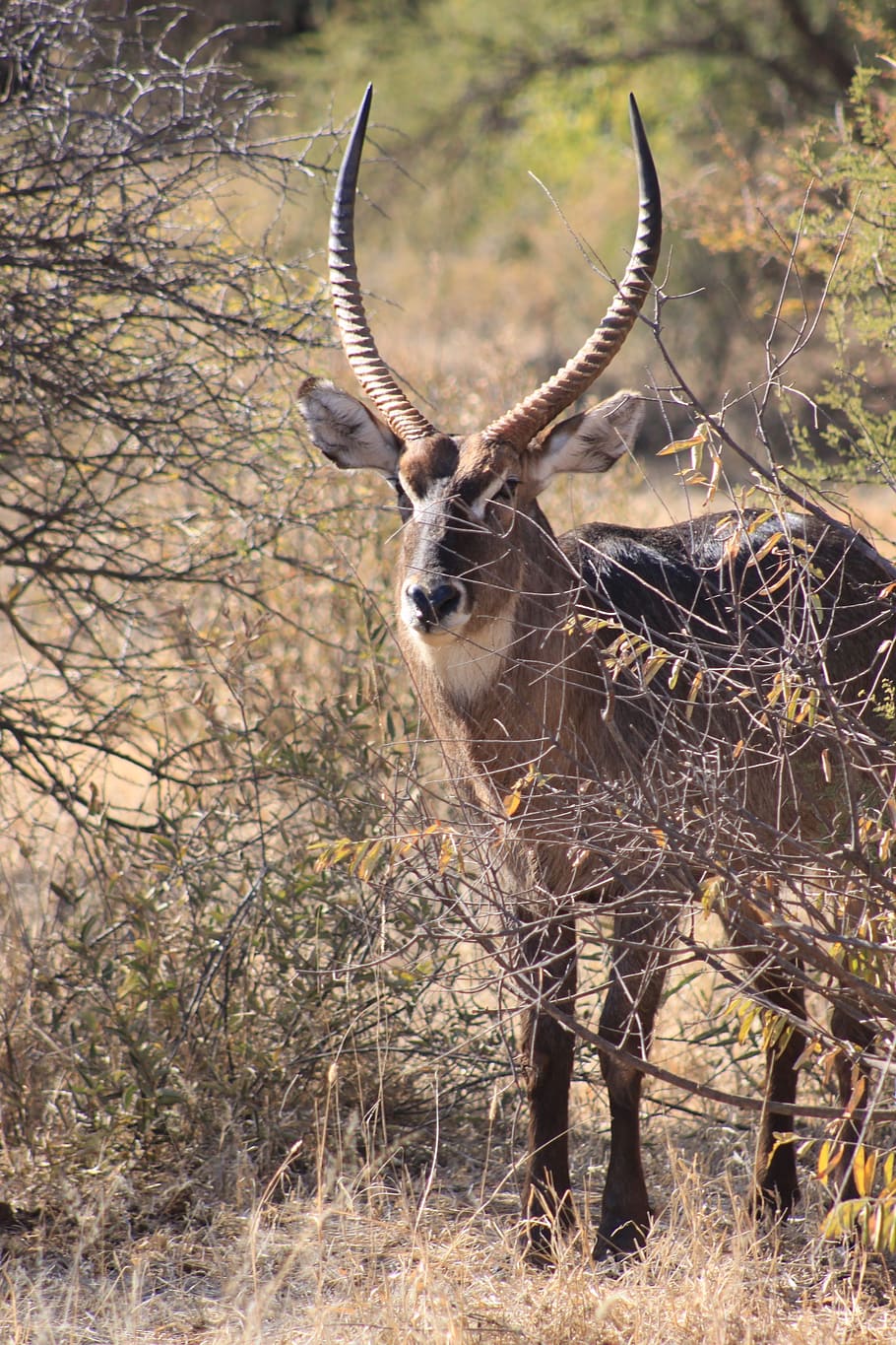 africa, deer, safari, antelope, herbivore, conservation, animal wildlife, animal, animal themes, animals in the wild