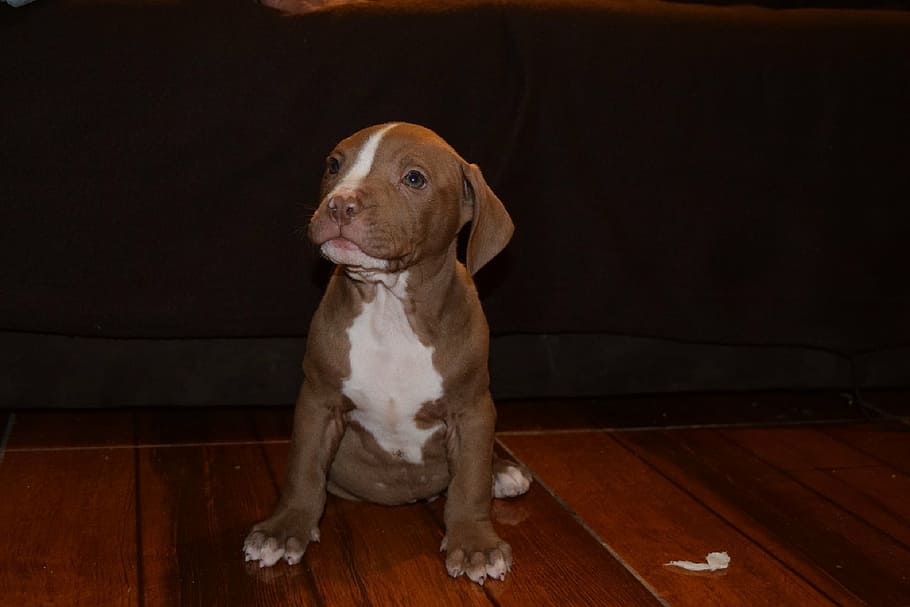 short-coated, tan, white, puppy, sitting, brown, pallet surface, dog, animal, pet