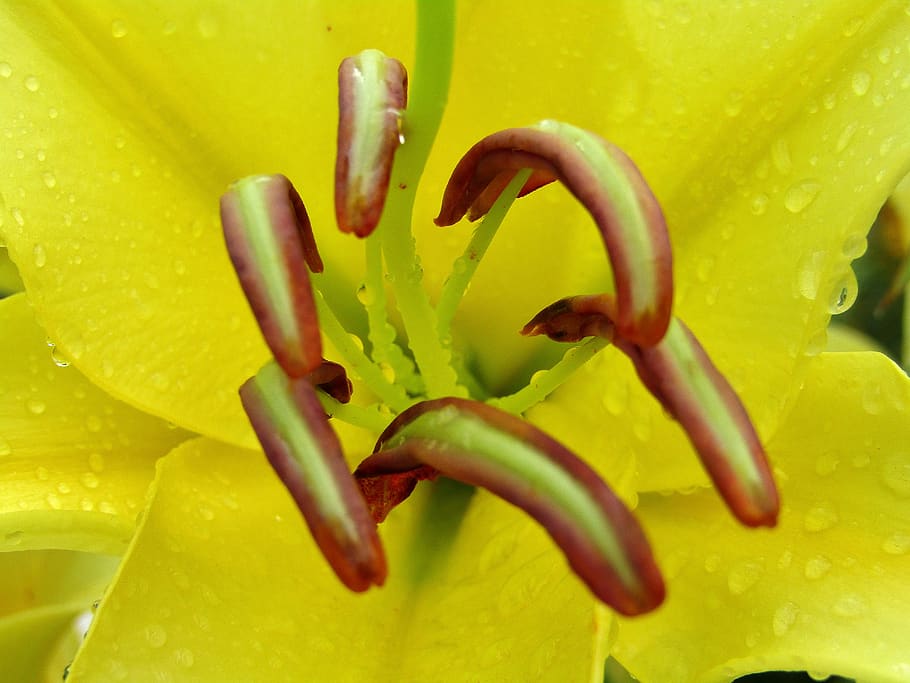 lilies, yellow, flowers, bloom, stamp, close up, garden, pistil, close-up, food and drink