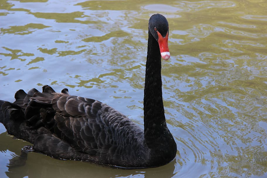 black swan, mauritius, park, lake, animal, swan, water, bird, animal themes, animal wildlife