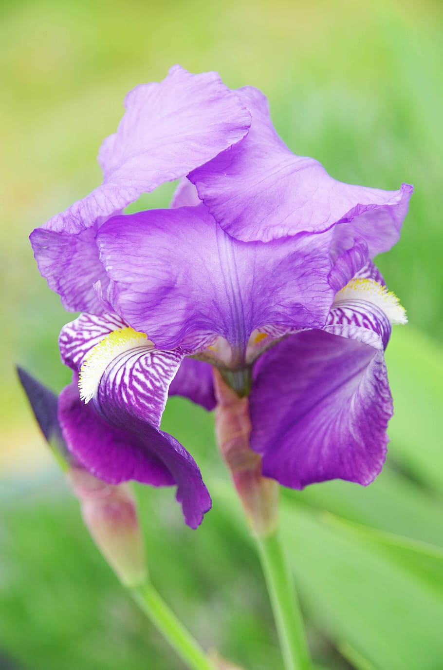 Iris, Dwarf, Violet, Nature, purple flower, plant, petals, flower, spring, petal