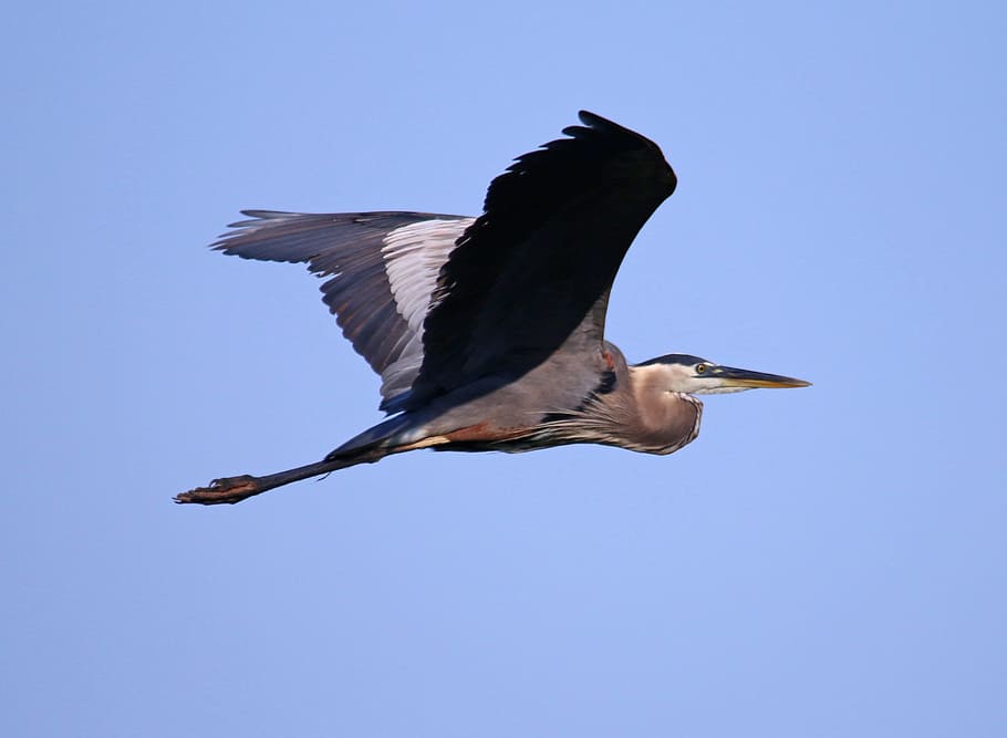 Great Blue Heron, Blue, Bird, heron, blue, bird, great, wildlife, nature, wild, wading