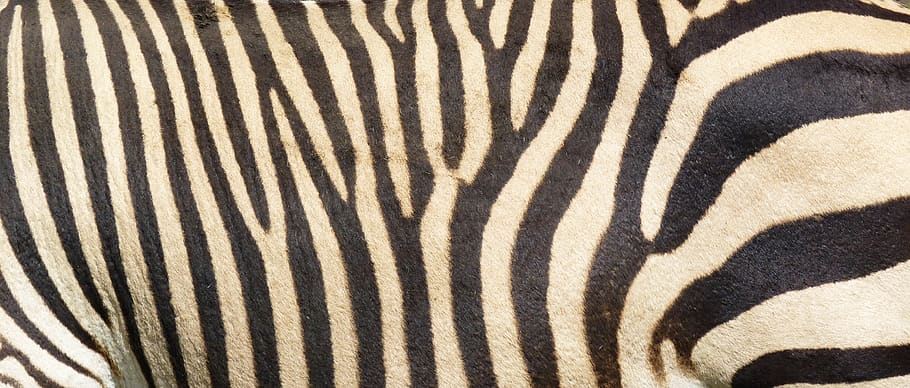 kuda zebra, Hartmann, gunung zebra, alam, Afrika, garis-garis, dunia binatang, binatang menyusui, safari, bergaris