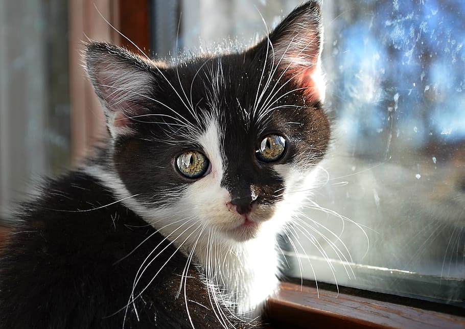 hitam, putih, kucing, jendela, hewan, hewan peliharaan, hitam dan putih, mata, kucing domestik, kucing peliharaan