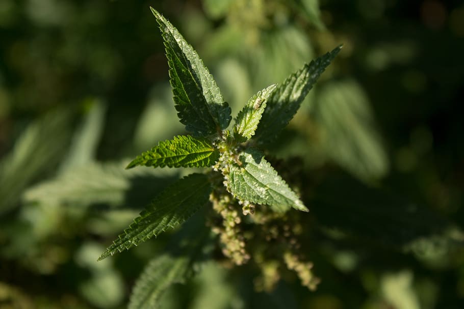 stinging nettle, plant, green, local, nature, nettles, burning hair, weed, urtica, urticaceae