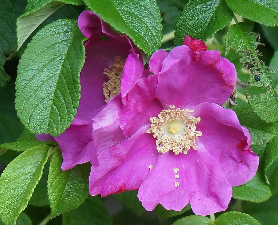 Rugosa Rose, Flower, Blossom, rose, bloom, plant, garden, nature, pink, hot pink
