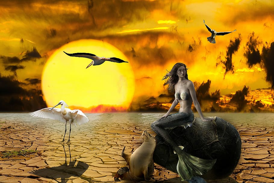 mermaid, sitting, rock, seal, white, stork, golden, hour illustration, Climate Change, Composing