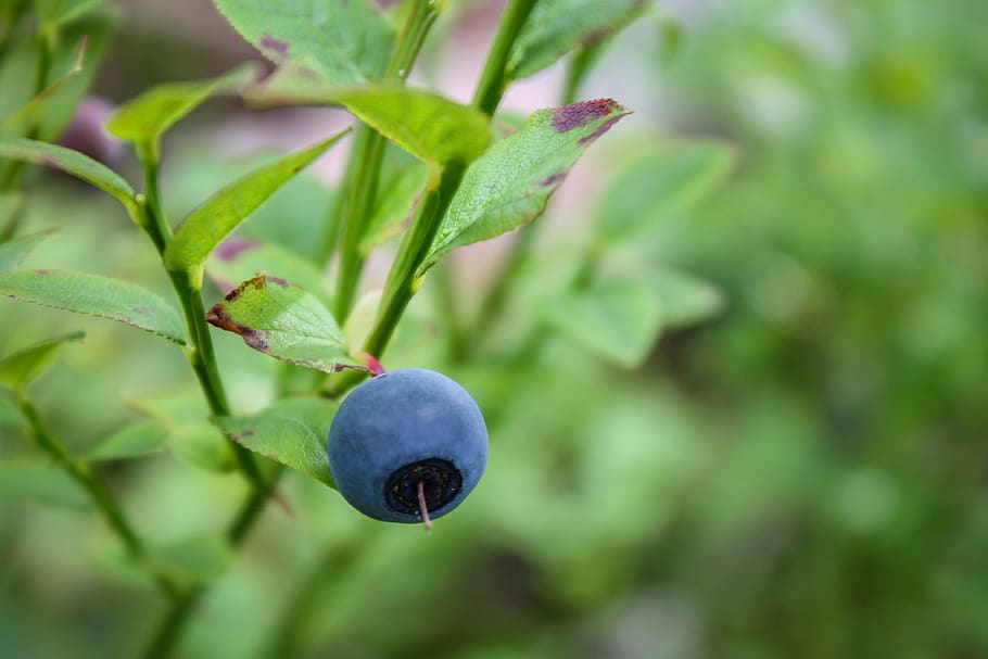 blueberry, buah, tanaman, jus, makanan, segar, hijau, daun, makan sehat, makanan dan minuman