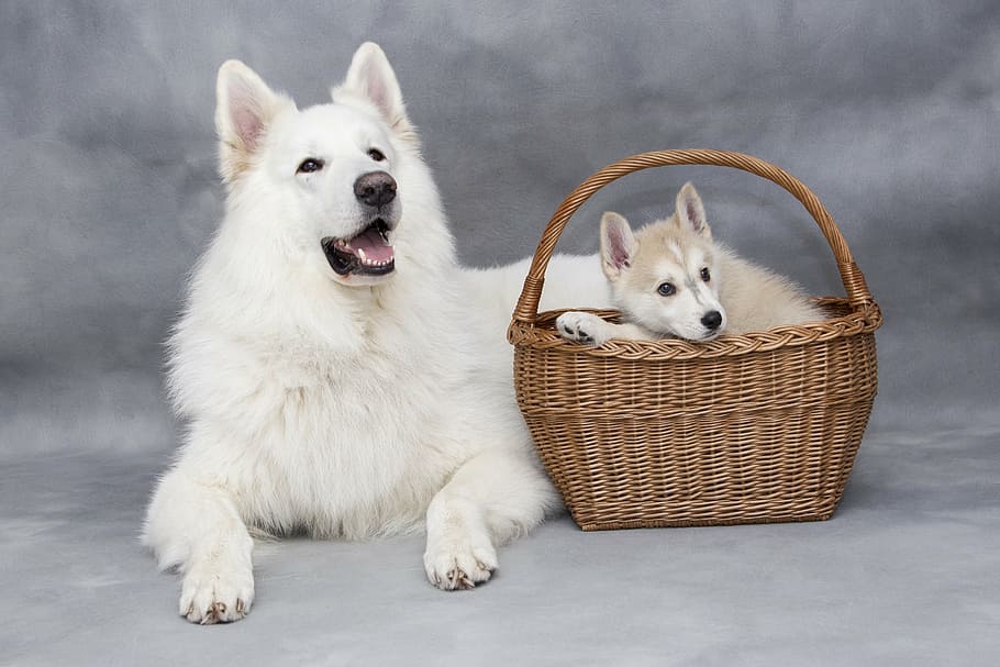 white, siberian, husky, puppy, basket, cute, sweet, dog, animals, doggy