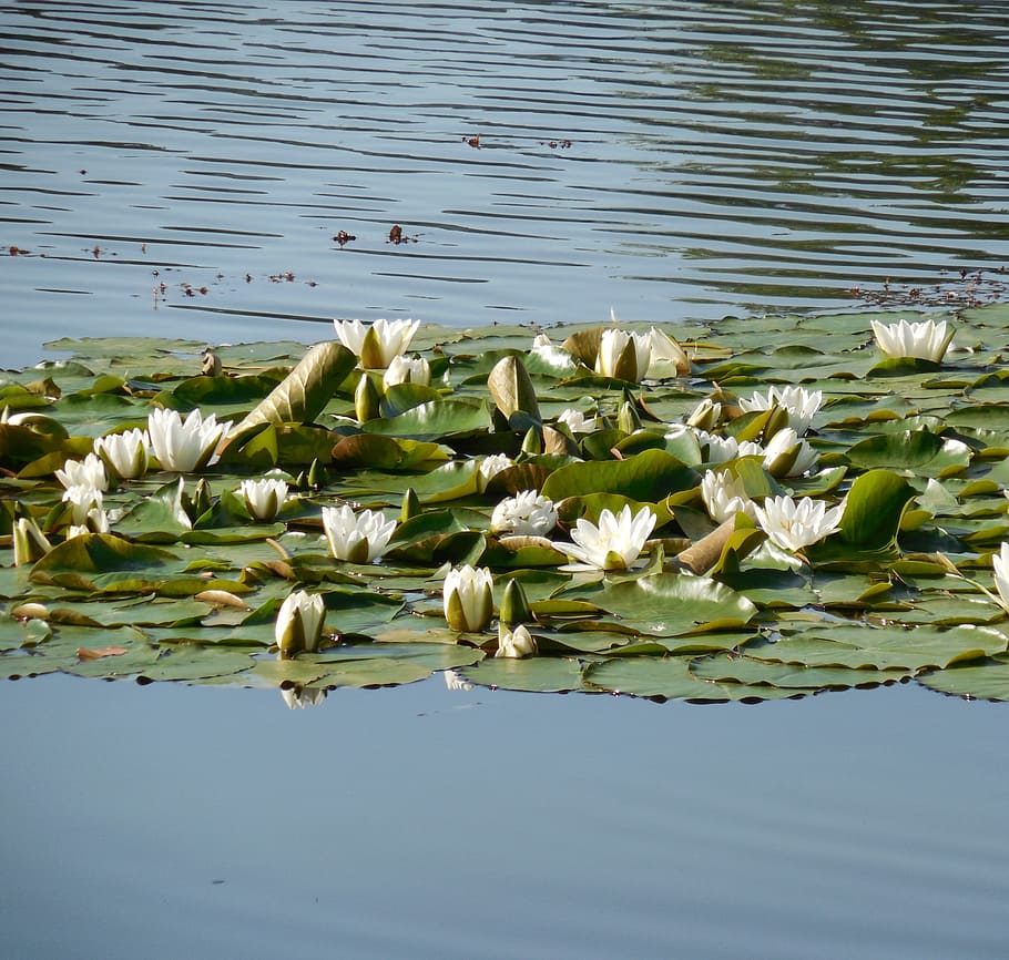 water lily, nuphar, blossom, bloom, aquatic plant, flower, water, flowers, white, water lilies