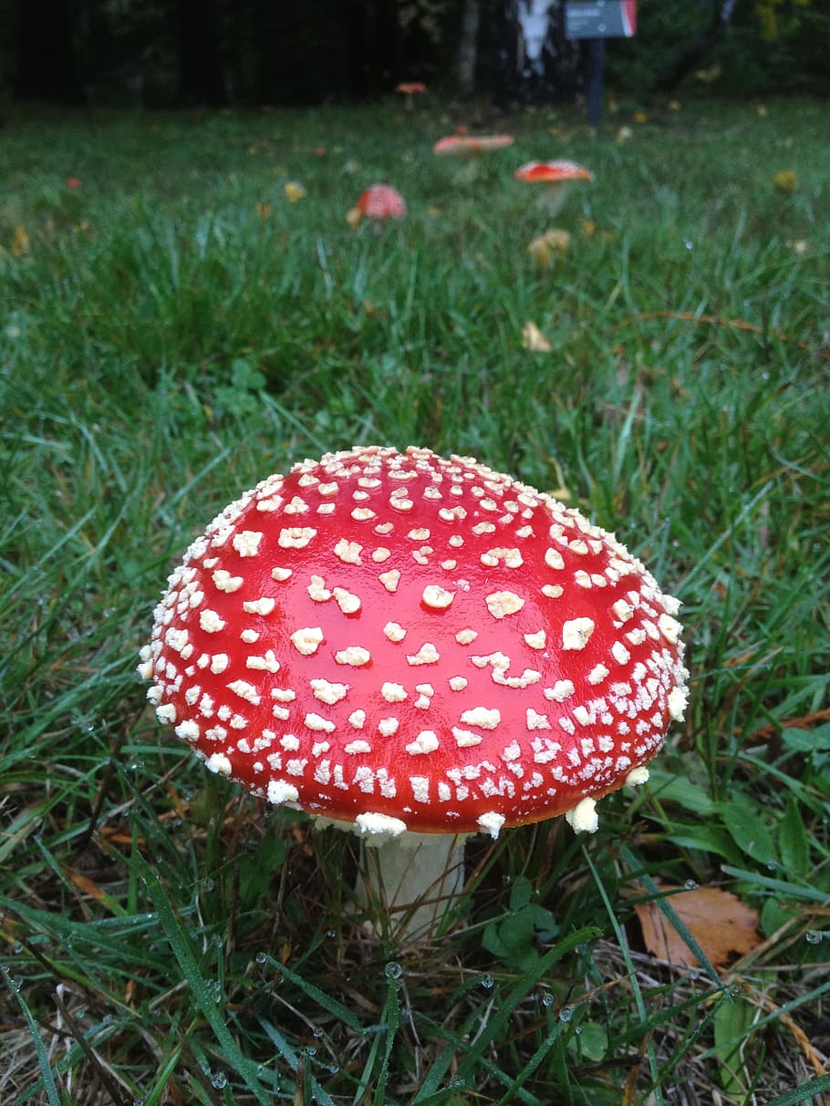 New Zealand, Bi, Mushrooms, Xie, bi-mushrooms, red riding hood, white dot, hiv, grass, mushroom