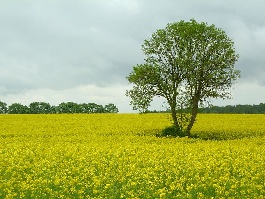 field of rapeseeds, tree, spring, field, oilseed rape, landscape, sky, clouds, agriculture, yellow