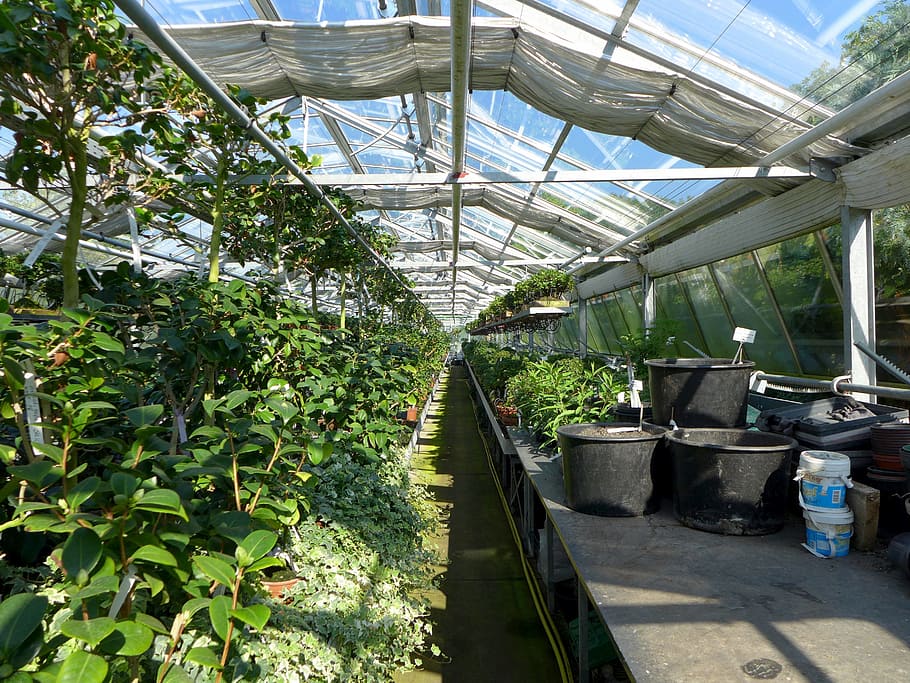 greenhouse, plant, pots, nursery, botanical garden, growth, nature, plant nursery, day, indoors