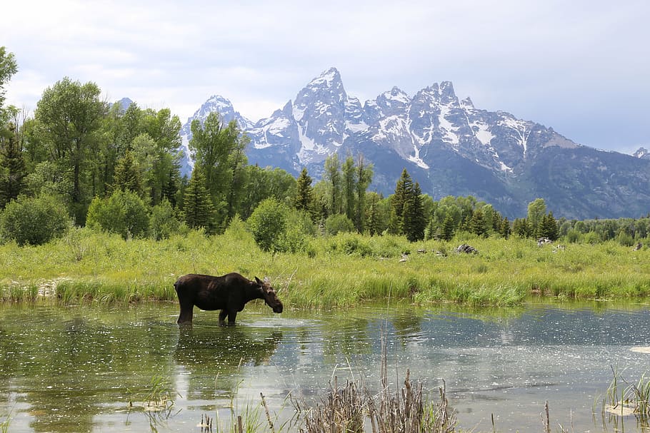 grand teton, national park, moose, mountain, lake, nature, animal, water, outdoors, landscape